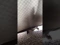 Dog playing hide and seek