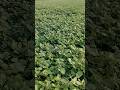 #moong 45days #irrigation#virat varaity#गर्मी के मूंग