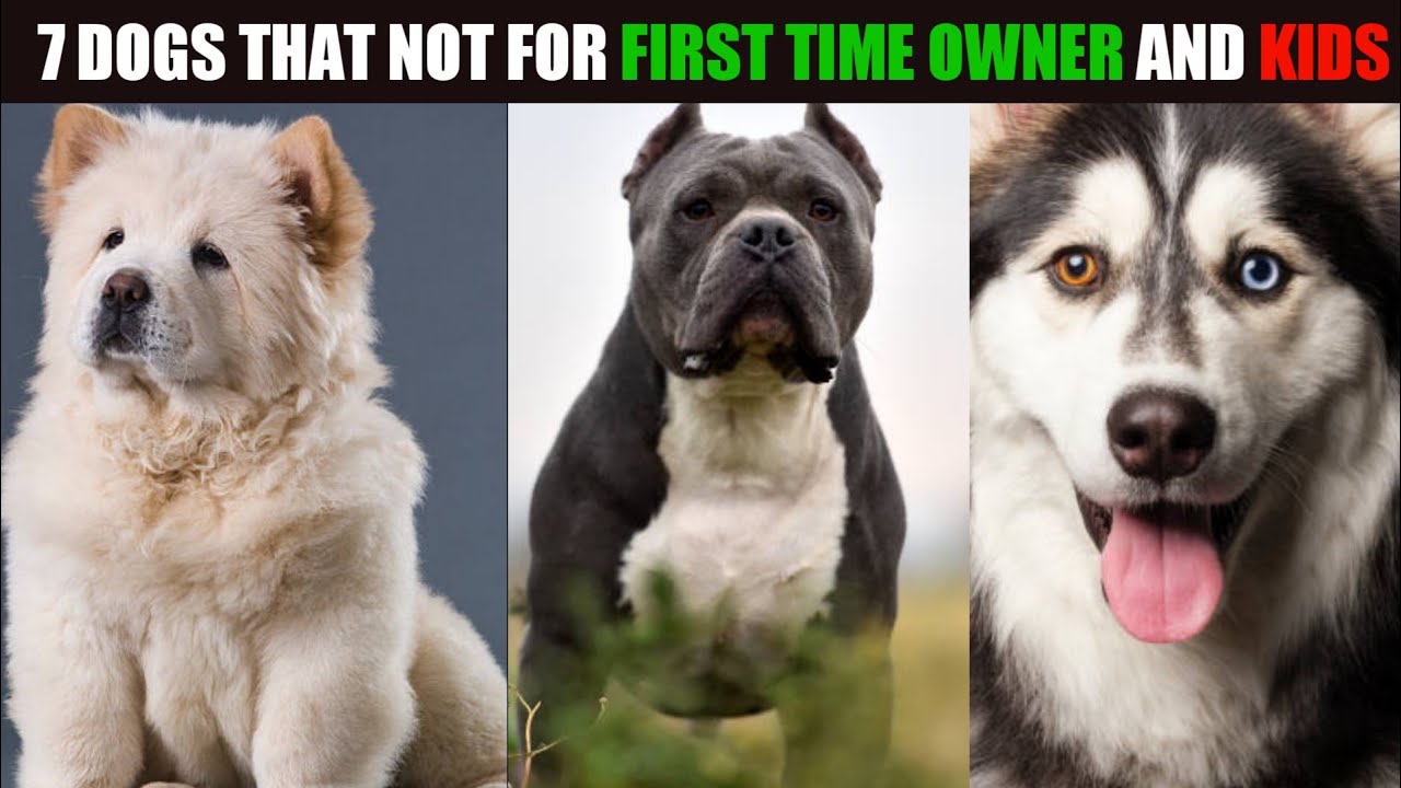 What Are The Worst Dogs For Families