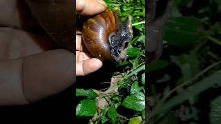 SEREM !! Hunting Siput Bekicot di Malam Hari