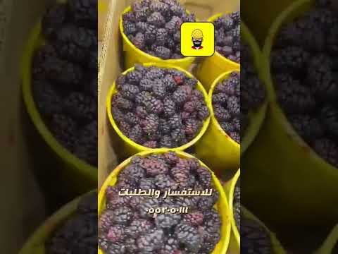 التوت البلدي