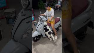Large Dog Tries to Ride Scooter