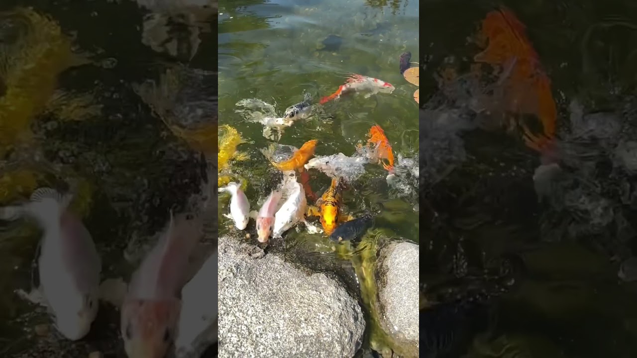 This never gets old! 😍 