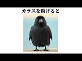 【祝！380万再生】【カラス】の面白い雑学