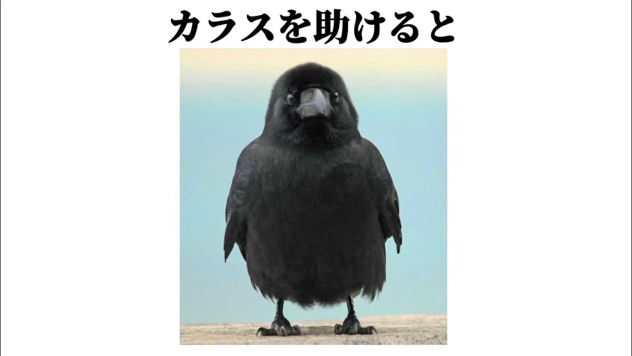 【祝!380万再生】【カラス】の面白い雑学 - YouTube