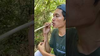 Lapar Makan Rotan Muda Di Dalam Hutan