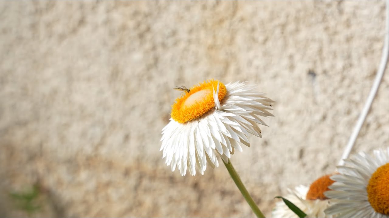 SONY FX30 + Sony 18-105 f4 OSS (No Picture Profile vs S-CINETONE AND SLOG 3 COMPARISON)