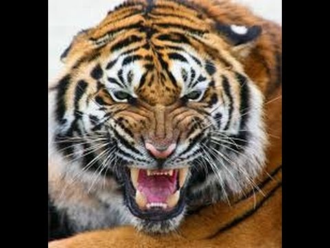 Harimau Kelaparan Galak Mengamuk YouTube