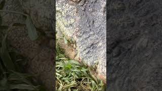 wildlife #crocodile #oceanlife