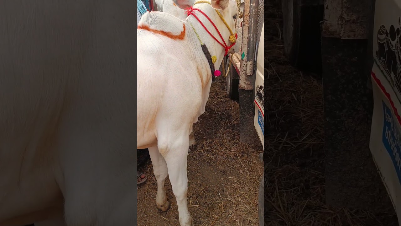 Short 4 Not For Sale Best Quality Ongole Bulls 