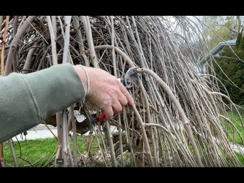 Video: Uzgajanje plakaćeg duda - savjeti za sadnju stabla plačućih murva