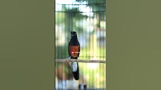 Murai Batu Sultan‼️ Pastol Mewah Tembakan Vol   