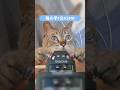 猫の手で1分ASMR🐱🐾1minute ASMR #binaural