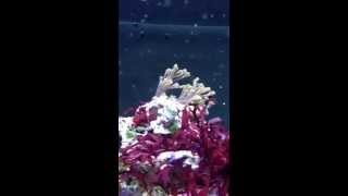 Abalone Snail Spawning