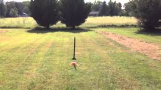 Estes Amazon Rocket with b6-4