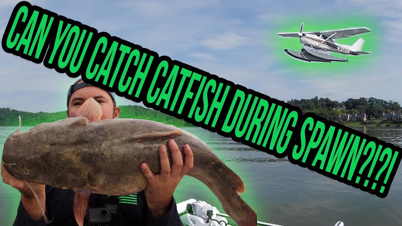 Fishing for Catfish During the Spawn