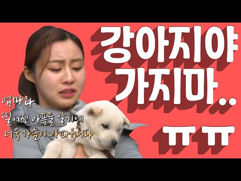 [세이하이 탈북미녀] 정든 강아지를 떠나보내는 북한미녀들..슬픈 이별에 눈물까지 (ㅠㅠ) | 통일준비 <strong>생활백서</strong>, 잘 살아보세