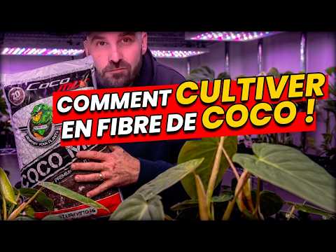 Cultiver dans la fibre de coco : les bases