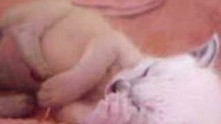 Siamese baby-2 weeks
