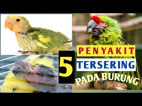 Video: Penyakit Macaw Membazirkan Burung