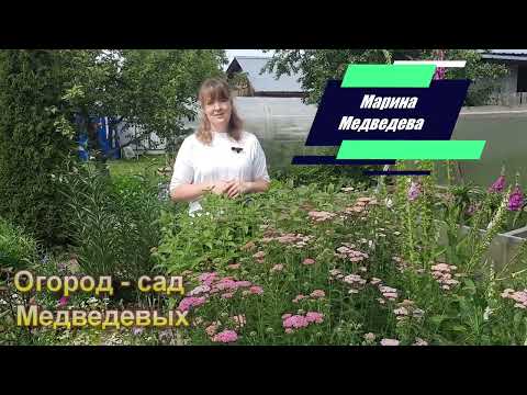 Как чувствует себя тысячелистник на второй год