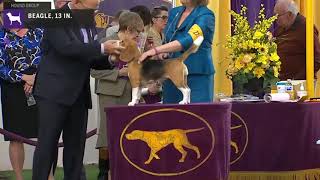 Beagles 13 In. | Breed Judging 2020