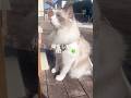帰省した猫の1日vlog🍀