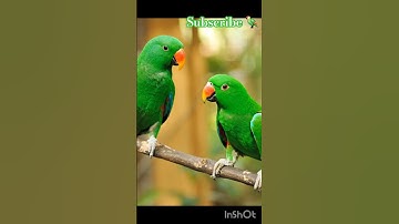 The Most Colorful 🌈Parrot🦜#parrot #Eclectus Parrot #colorfulparrots #shorts #BestVibes