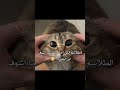 فـ تحب القطط زعيمة الأرانب ضحك ميمز ذبات رياكشنات كوميديا 