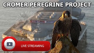 Cromer Peregrines Live Stream