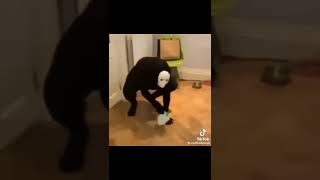 random memes #2
