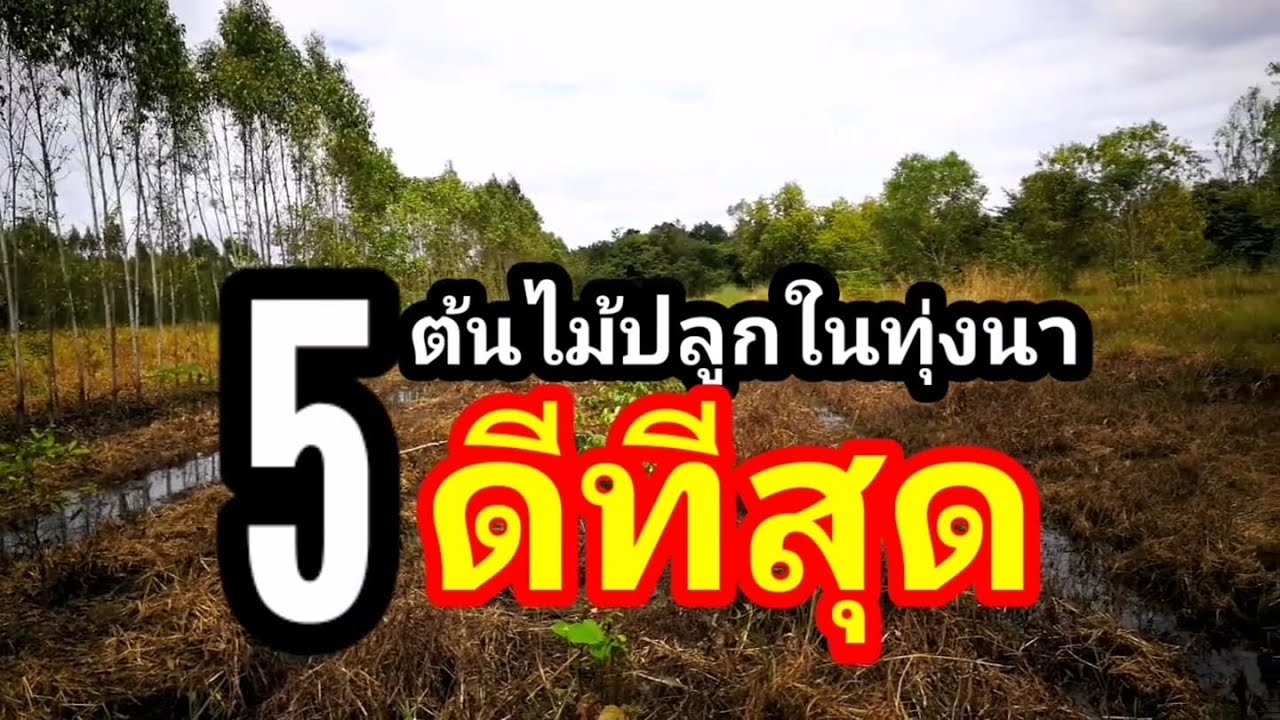 ไม้ปลูกในทุ่งนา​  ทนน้ำท่วม5ชนิดep155