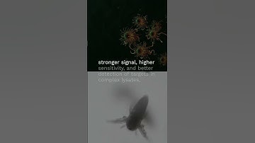 What makes monoclonal and polyclonal antibodies behave so differently? | Advanced Molecular Insight