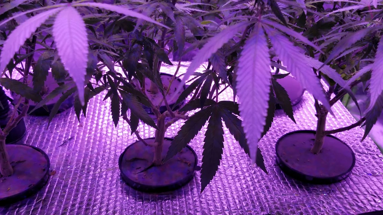 MEDICAL CANNABIS GROW LOG DAY 14 UNDER VIPARSPECTRA REFLECTOR SERIES AEROPONIC DWC