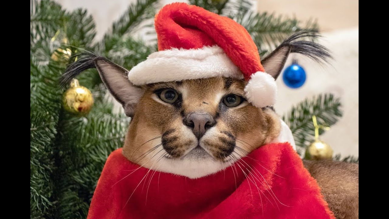 Big Floppa Christmas Meme - Festive Xmas Caracal Big Cat Vintage