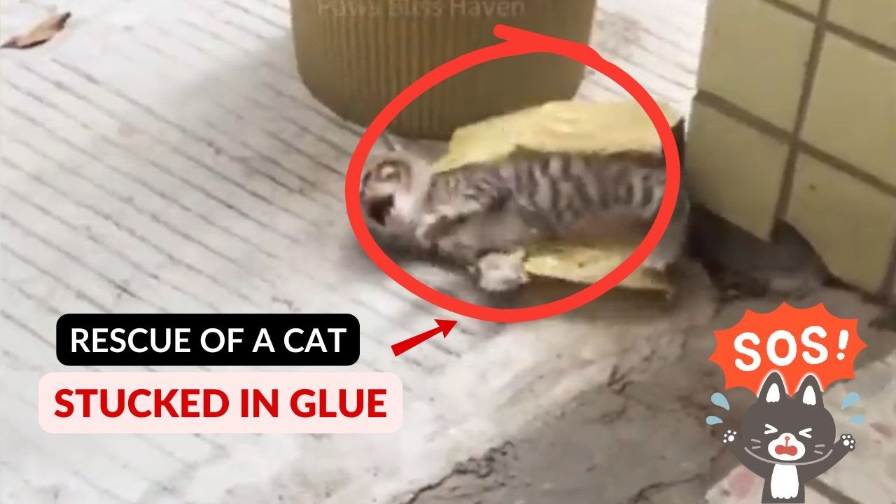 Kitten got stuck on the glue trap full ver | Cat Cry For Help To Save ...