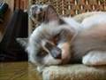 恐怖映像！目を開けたまま寝ないで～！The cat which sleep with one's eyes open