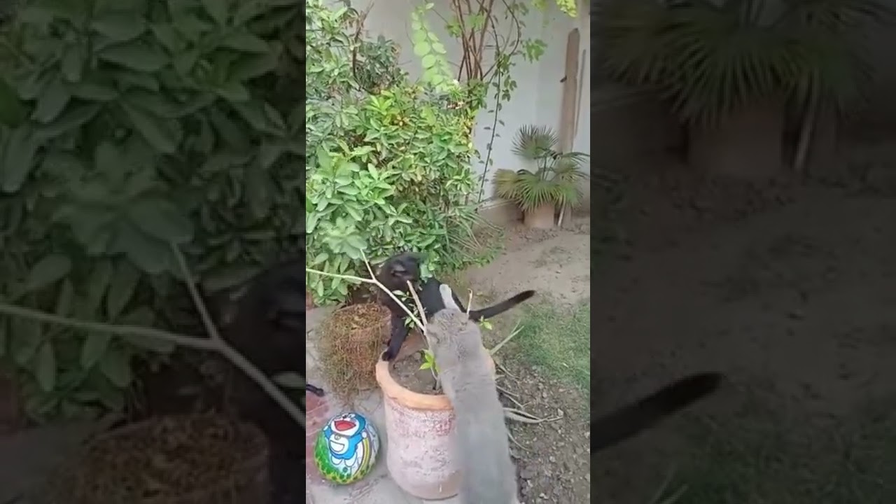 black cat fight, cat fight, black cat, cat, real cat fight ,cat videos, #shorts #short