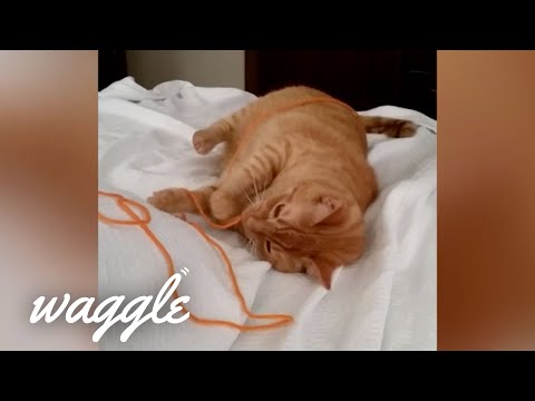 orange-cats-|-cute-cat-video-compilation