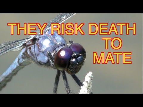 Dragonflies Mating: NARRATED