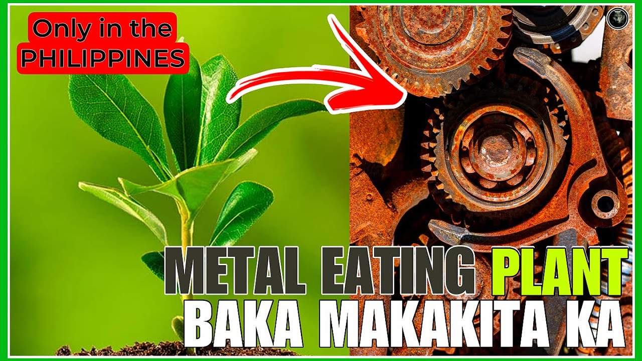 METAL EATING PLANT DITO LANG PALA SA ATIN SA PILIPINAS MATATAGPUAN