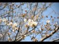 ソメイヨシノ