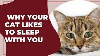 Why your cat likes to sleep with you by CatVantage Story 763 views 3 years ago 5 minutes, 7 seconds
