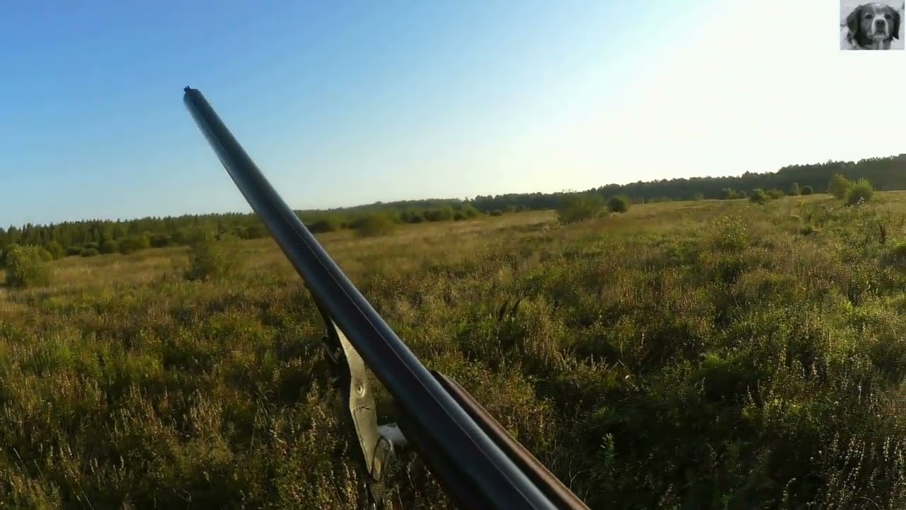 ОХОТА С ЭПАНЬОЛ БРЕТОНОМ НА КОРОСТЕЛЯ 2