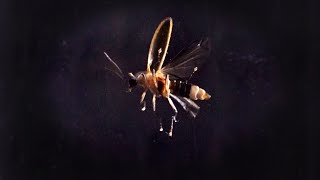 DLIA hosts virtual synchronous firefly event; firefly populations threatened worldwide