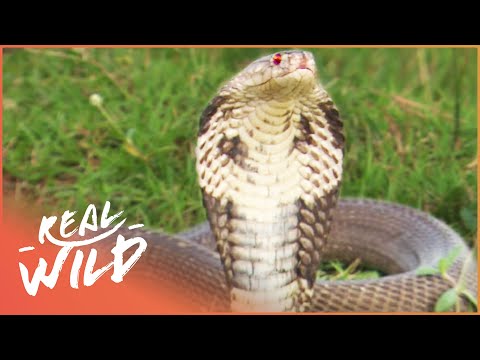 World's Worst Venom [Rattlesnake Doc