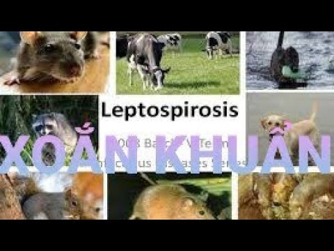 Video: Phát hiện, điều trị và phòng ngừa bệnh Leptospirosis ở chó