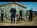 Ces chiens au service de l'homme - Reportage