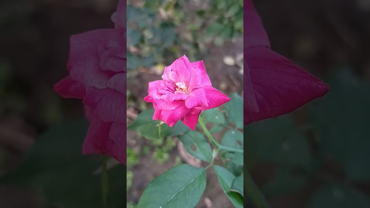 rose flower Garden/গোলাপ ফুলে ভরা বাগান 