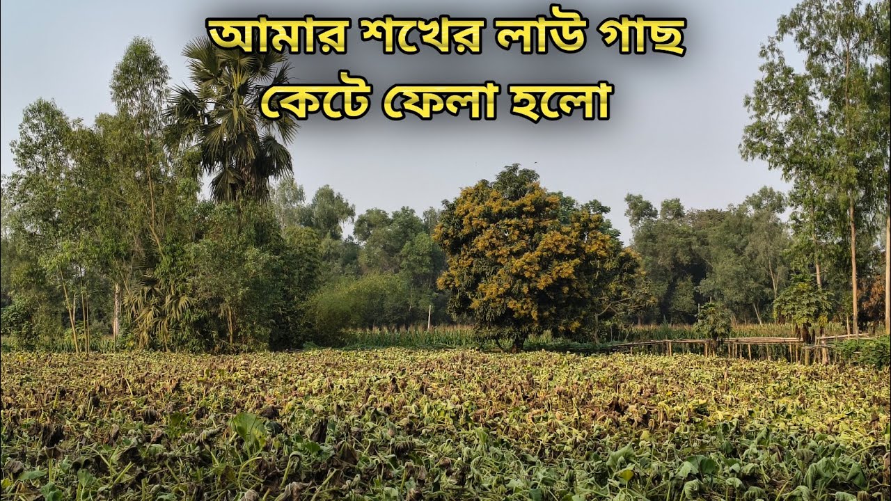 আমার লাউ গাছগুলো কেটে ফেলতে হলো🌱#farming #villagelife